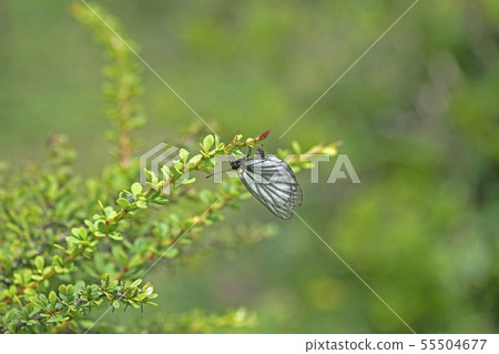 Miyama Shiro 55504677