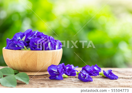Fresh purple Butterfly pea flower on wooden table background Fresh purple Butterfly pea flower on wooden table background 55504773