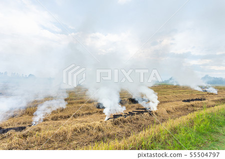 Fire burning dry rice straw in the field 55504797