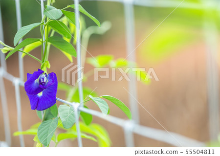Purple Butterfly pea flower growing on metal wire fence 55504811