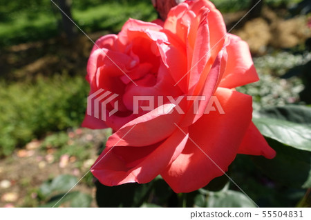 玫瑰紅 玫瑰紅 55504831