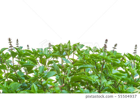 Ffresh green basil leaf on wooden table background. Food concept 55504937
