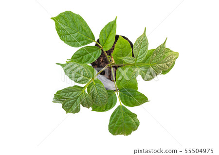 Young green broken bones or Oroxylum indicum, midnight horror tree isolated on white 55504975