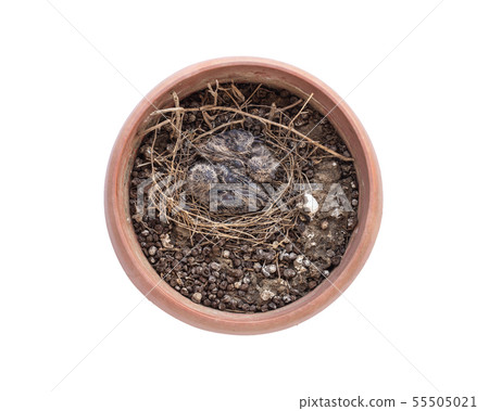 Two of baby birds on white background 55505021