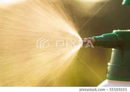 Hand holding watering can and sprayign to young plant in garden Hand holding watering can and sprayign to young plant in garden 55505033