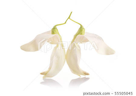 White Agasta flower, Sesban or Vegetable humming bird isolated on white 55505045