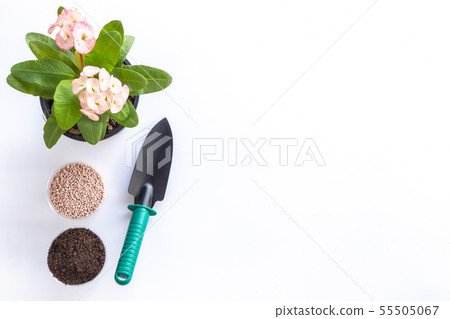 Top view shovel, soil, fertilizer and Christ plant, or Christ thorn in garden pot isolated on white Top view shovel, soil, fertilizer and Christ plant, or Christ thorn in garden pot isolated on white 55505067
