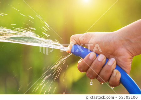 Hand holding water hose and watering to the plant in outdoor garden 55505100