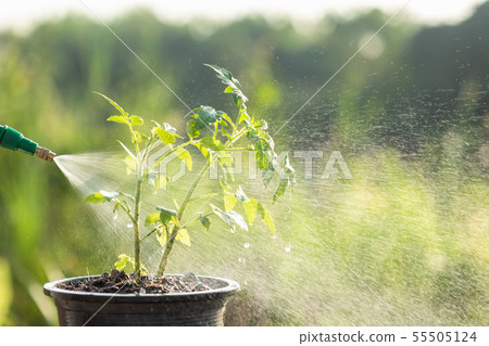 Hand holding watering can and sprayign to young plant in garden Hand holding watering can and sprayign to young plant in garden 55505124