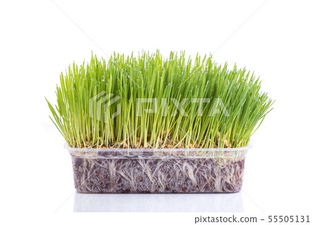 Young green Wheatgrass studio shot isolated on white 55505131
