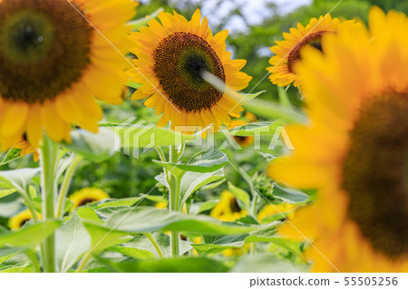 Bami hilly park sunflower summer 55505256