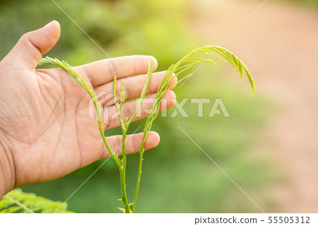 Hand holding scissor and cutting green young top of senegalia pennata, Climbing Wattle, Acacia or Cha-om in Thai name Hand holding scissor and cutting green young top of senegalia pennata, Climbing Wattle, Acacia or Cha-om in Thai name 55505312