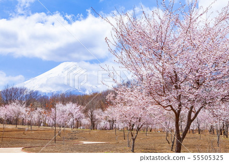 富士山和富士山櫻花，山梨縣富士市，富士步行公園 55505325