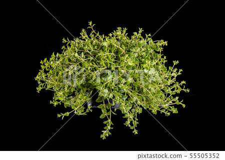 Green Dave Tree or Klet Pla Mho (Thai name) in plastic pot Green Dave Tree or Klet Pla Mho (Thai name) in plastic pot 55505352