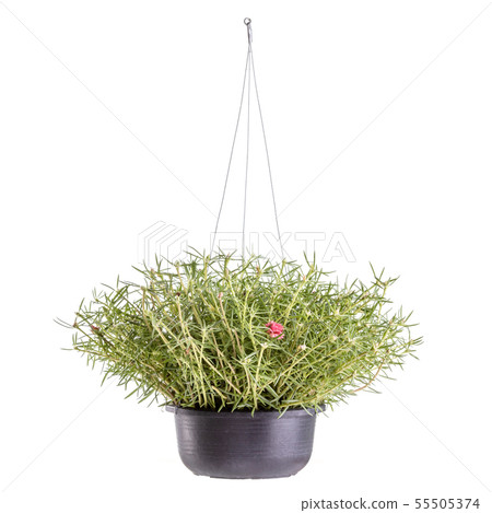 Common Purslane or Pusley in black plastic pot Common Purslane or Pusley in black plastic pot 55505374