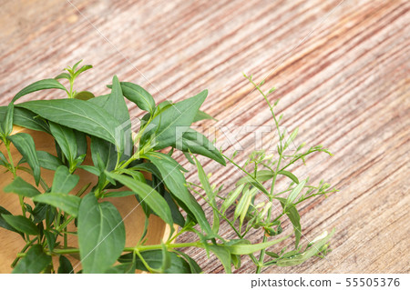 Green Andrographis paniculata or green chireta on wooden table. Herb concept 55505376