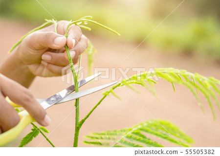 Hand holding scissor and cutting green young top of senegalia pennata, Climbing Wattle, Acacia or Cha-om in Thai name Hand holding scissor and cutting green young top of senegalia pennata, Climbing Wattle, Acacia or Cha-om in Thai name 55505382