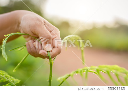 Hand holding scissor and cutting green young top of senegalia pennata, Climbing Wattle, Acacia or Cha-om in Thai name 55505385
