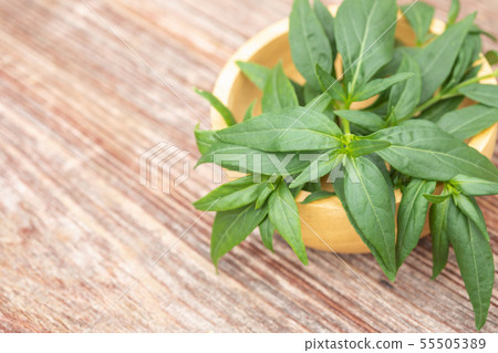 Green Andrographis paniculata or green chireta on wooden table. Herb concept 55505389