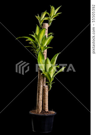 Dracaena tree or Dracaena fragrans in black plastic pot 55505392