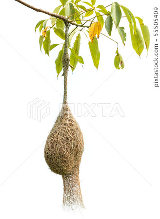 Brown dry grass bird nest of Weaver bird on the tree isolated on white 55505409