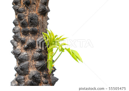 Thorn of Floss Silk Tree isolated on white background 55505475
