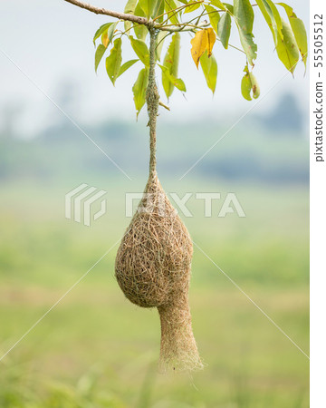 Nest of Weaver bird hang on the tree branch with green nature blur background 55505512