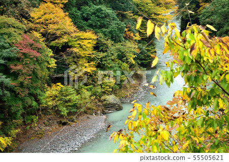 [Nishitama-gun, Tokyo] Hikawa Gorge Autumn leaves Beauty of the Tama River 55505621