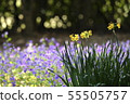 Hidamari Narcissus 55505757