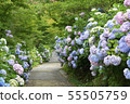 Hydrangea road 55505759