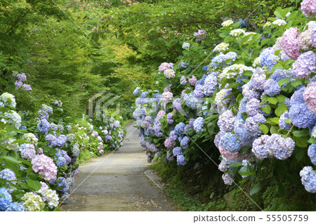 Hydrangea road Hydrangea road 55505759