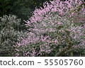 Bairin's spring 55505760