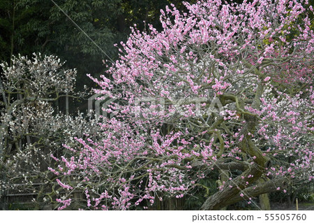 Bairin's spring Bairin's spring 55505760