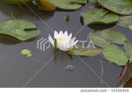 京畿道始興市 京畿道始興市 55506408