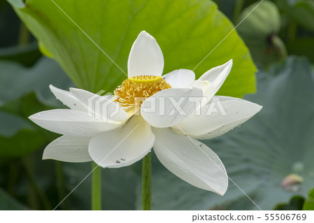 京畿道始興市 京畿道始興市 55506769