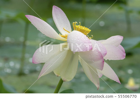 京畿道始興市 京畿道始興市 55506770