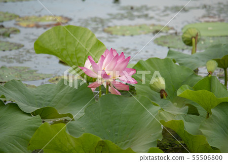 Siheung, Gyeonggi-do 55506800