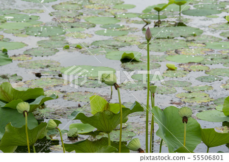 Siheung, Gyeonggi-do 55506801