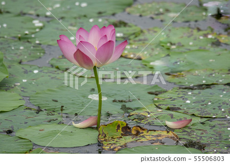 Siheung, Gyeonggi-do 55506803