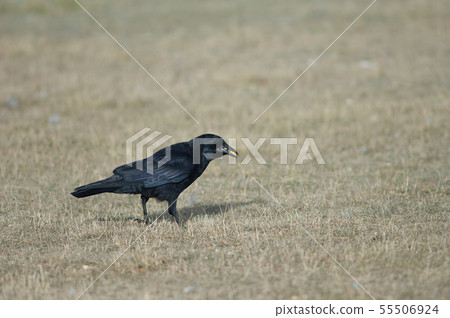 Carrion crow with corn grains in its beak. 55506924