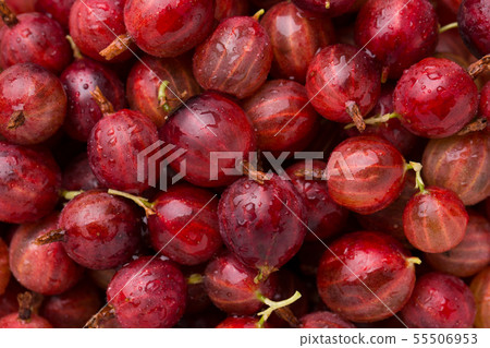 Gooseberry close-up. 55506953
