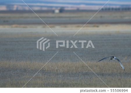 Eurasian curlew (Numenius arquata) taking flight. Eurasian curlew (Numenius arquata) taking flight. 55506994