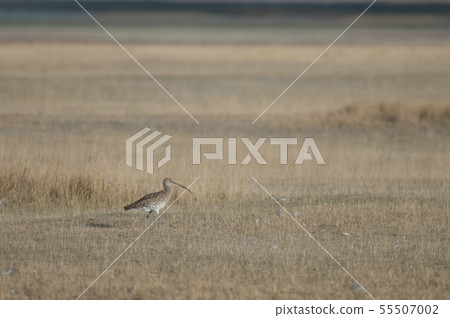 Eurasian curlew. Eurasian curlew. 55507002