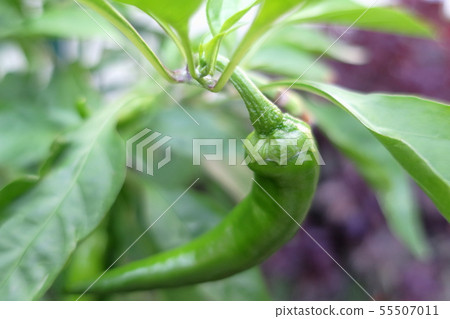 "Manganji pepper" which is vividly growing by taking in the morning sun 55507011