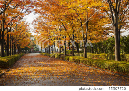 Sakitama Kofun Park 13 55507720