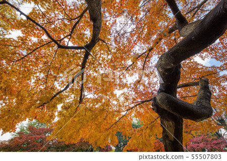Sakitama Kofun Park 21 55507803