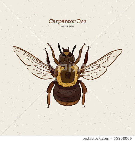 carpenter bee, vintage engraved illustration. - 55508009