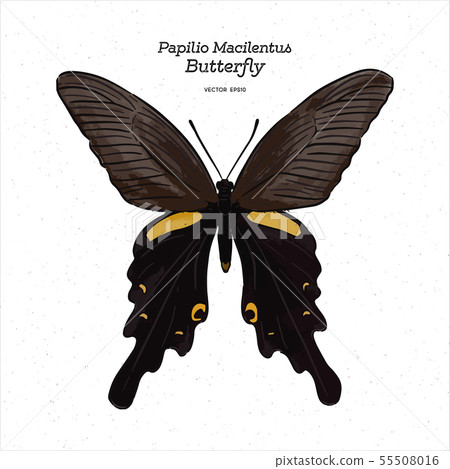 Papilio macilentus, the long tail spangle, is a 55508016