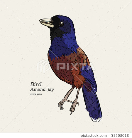 Lidth's jay (Garrulus lidthi) in Amami Island, 55508018