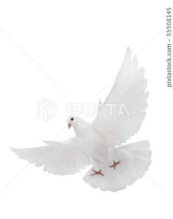 free flying white dove isolated free flying white dove isolated 55508145